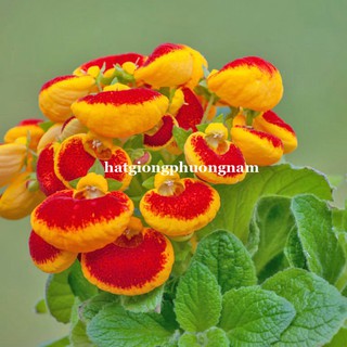 Hạt giống hoa huyền sâm