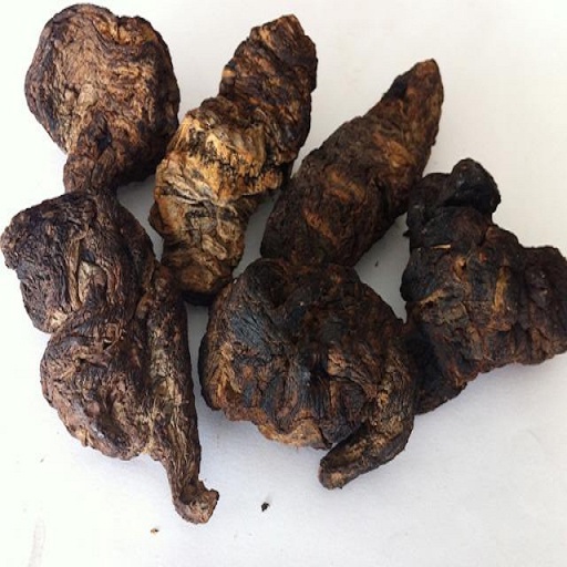 - Sinh địa hoàng khô