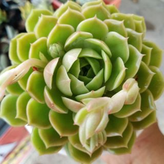 Sen đá ngọc bích