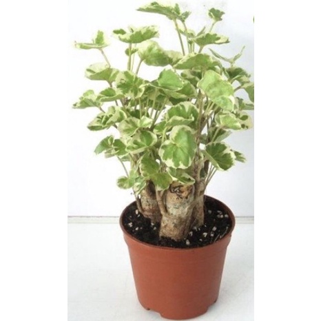 ĐINH LĂNG CẨM THẠCH. 24K/BẦU(SHOP CHUYÊN SỈ TẤT CẢ CÁC LOẠI CÂY GIỐNG.GIÁ SIU RẺ.