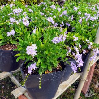 Cây Chủi Ngọc Tím Duranta Erecta