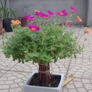 1kg cành giống hoa sam đơn kép đủ màu 50k