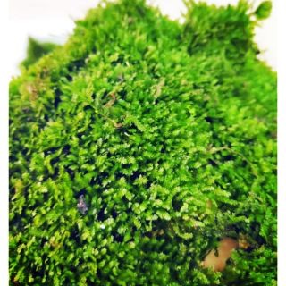 100g rêu weeping Sing lá cạn