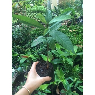 Combo 5 Cây giống Lộc vừng hoa đỏ