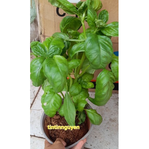 Cây rau gia vị Basil, quế tây, quế Pháp màu xanh, tím