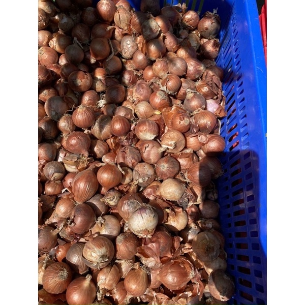 1kg hành củ to (có bỏ sỉ) ship ngay