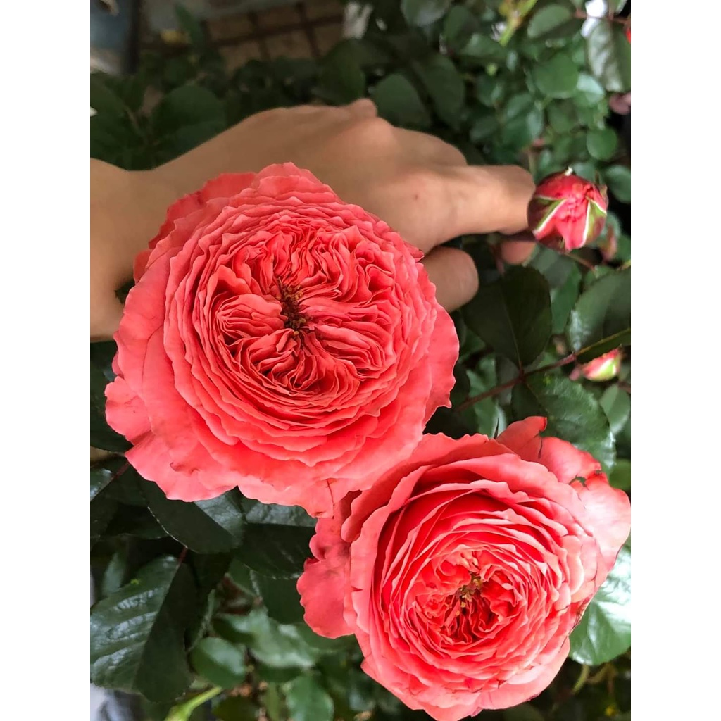 Hoa hồng Flamingo màu hồng cam rực rỡ đến từ nước Đức -Vườn Hoa Melinhrose