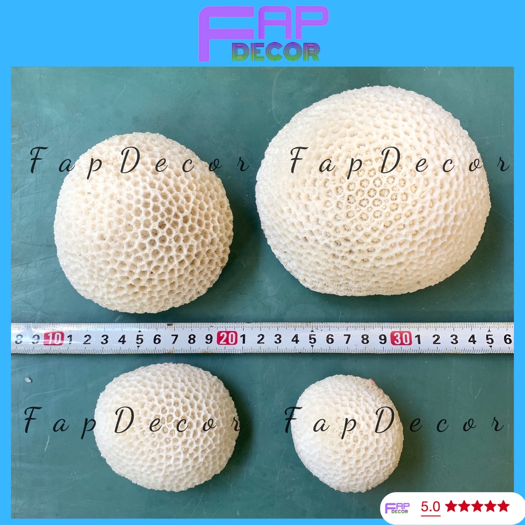 SAN HÔ BÁNH BAO PHONG THỦY HÀNG ĐẸP TRANG TRÍ THỦY SINH TIỂU CẢNH SETUP BỂ CÁ - FAPDECOR