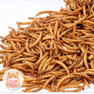 Sâu rang bơ | Thức ăn cho Hamster - size trung