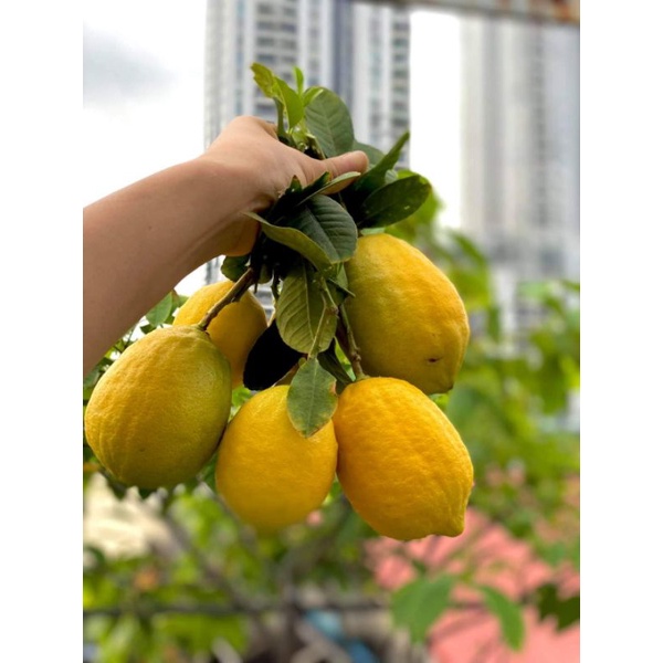Giống Chanh Mỹ Trái To Vàng 4 Tháng ra hoa
