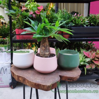 Chậu kim cương trồng cây cảnh để bàn cây mini chậu gốm sứ bát tràng