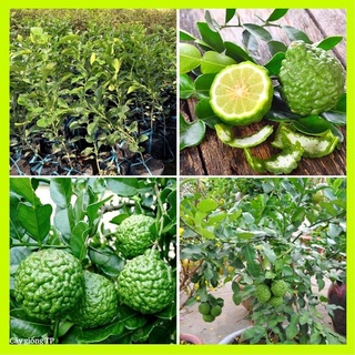 Cây giống chanh chúc thái
