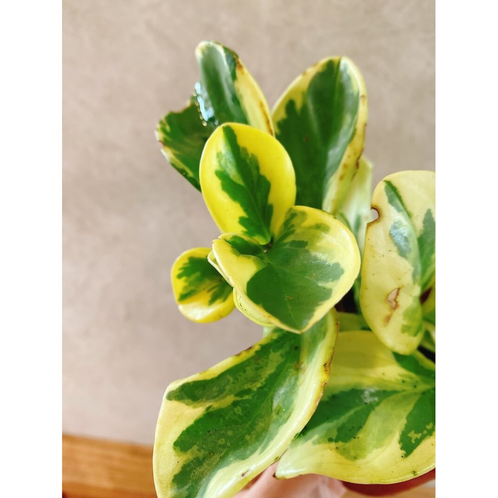 Cây Peperomia obtusifolia Marble (Viên Diệp Tiêu Thảo Lá Cẩm Thạch)