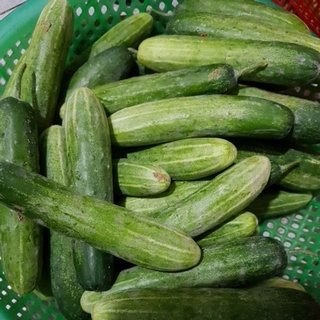 Dưa leo ngon 1kg miền tây - giao ngay khu vực gò vấp