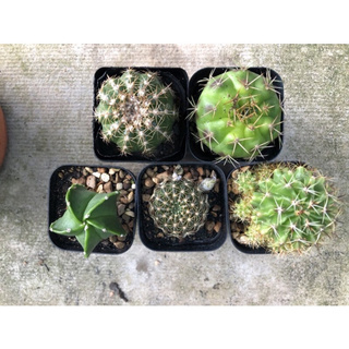 Combo 3 cây xương rồng ( cây gửi khác nhau )