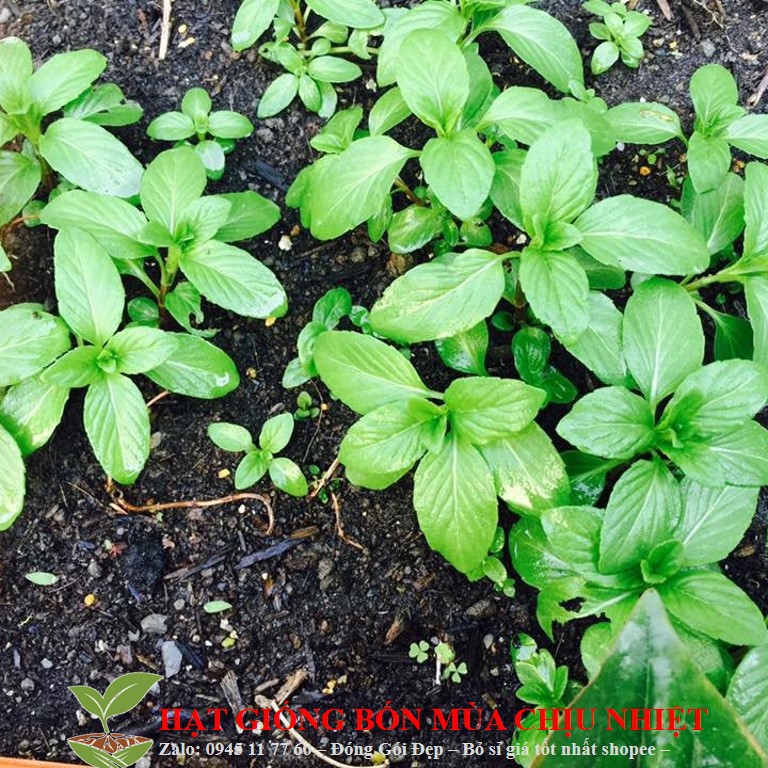 Gói Hạt Giống Húng Thơm Trắng Rau Thơm Sả luckyseed hạt siêu rẻ