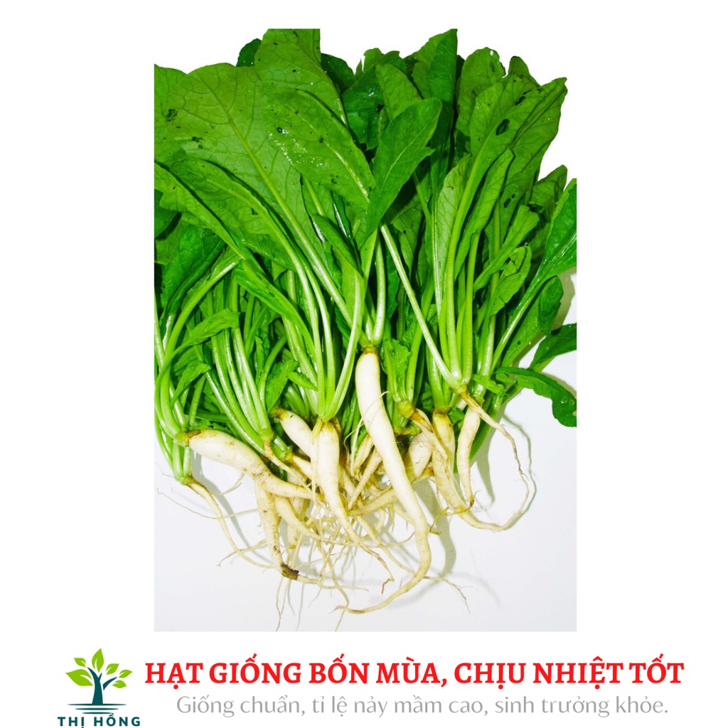 Hạt giống củ cải ăn lá 20g