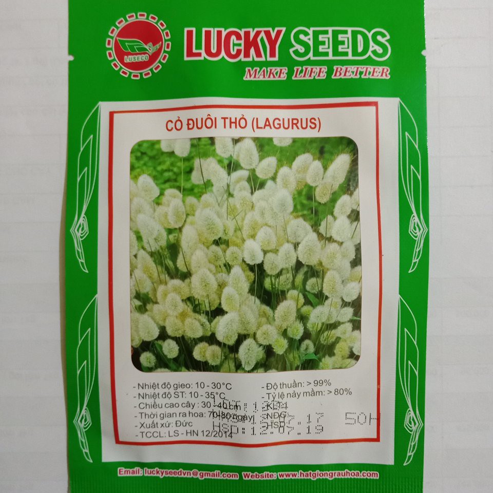 Cung Cấp Hạt Giống Cỏ Đuôi Thỏ  -50 hạt LUCKY SEEDS hạt đẹp