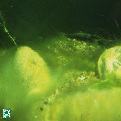 Diệt rêu tảo có hại trong hồ cá cảnh và bể cá Koi JBL Algo Pond Fort Đức