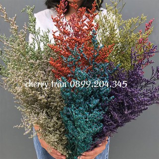 Hoa sao khô, đuôi công, cỏ tình nhân 🍁FREESHIP🍁 Hoa cắm hoa trang trí nhà cửa và phụ kiện
