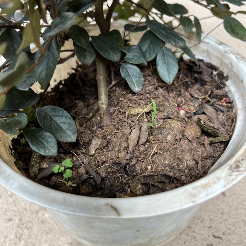 Cây hồng phụng hoa đỏ tán lá xòe đẹp mắt, cây cảnh trang trí sân vườn, ban công và trang trí tiểu cảnh