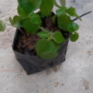 cây giống rau càng cua