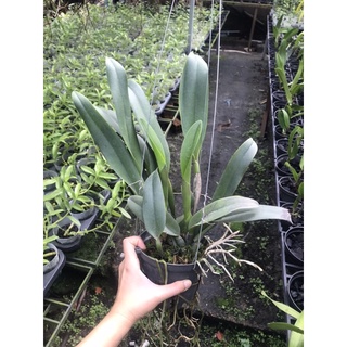 Cattleya Cây Trưởng Thành