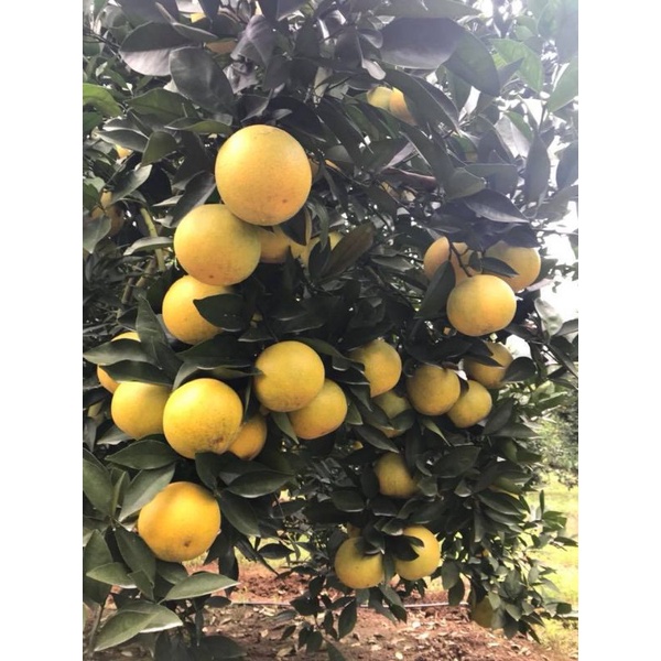 Cây giống cam mỹ navel