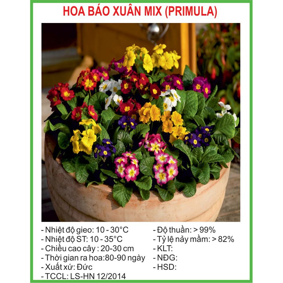 Hạt Giống Hoa báo xuân Mix 50 Hạt (golden seed)