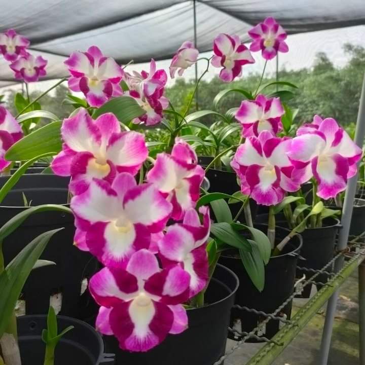 HOA LAN DEN LAI CAT MẮT RỒNG ĐỎ