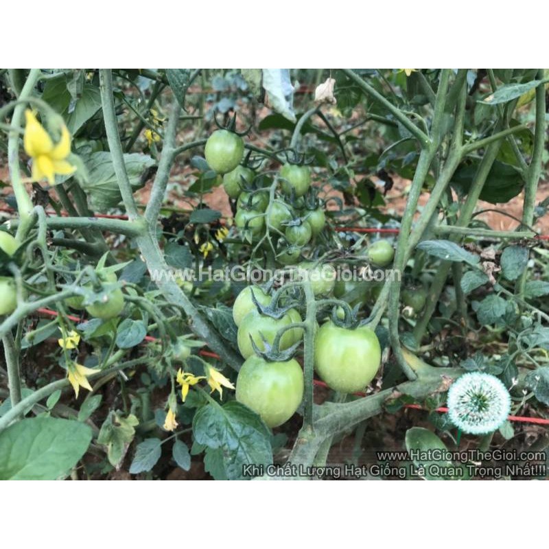 30h Hạt Giống Cà Chua Cherry F1 TG43 Bốn Mùa (A3.201| B42*M180)