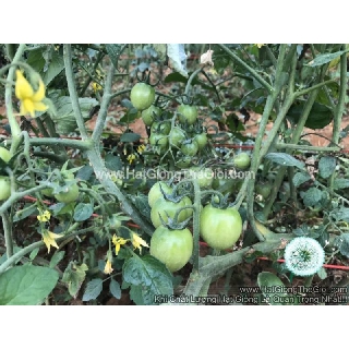30h Hạt Giống Cà Chua Cherry F1 TG43 Bốn Mùa (A3.201| B42*M180)