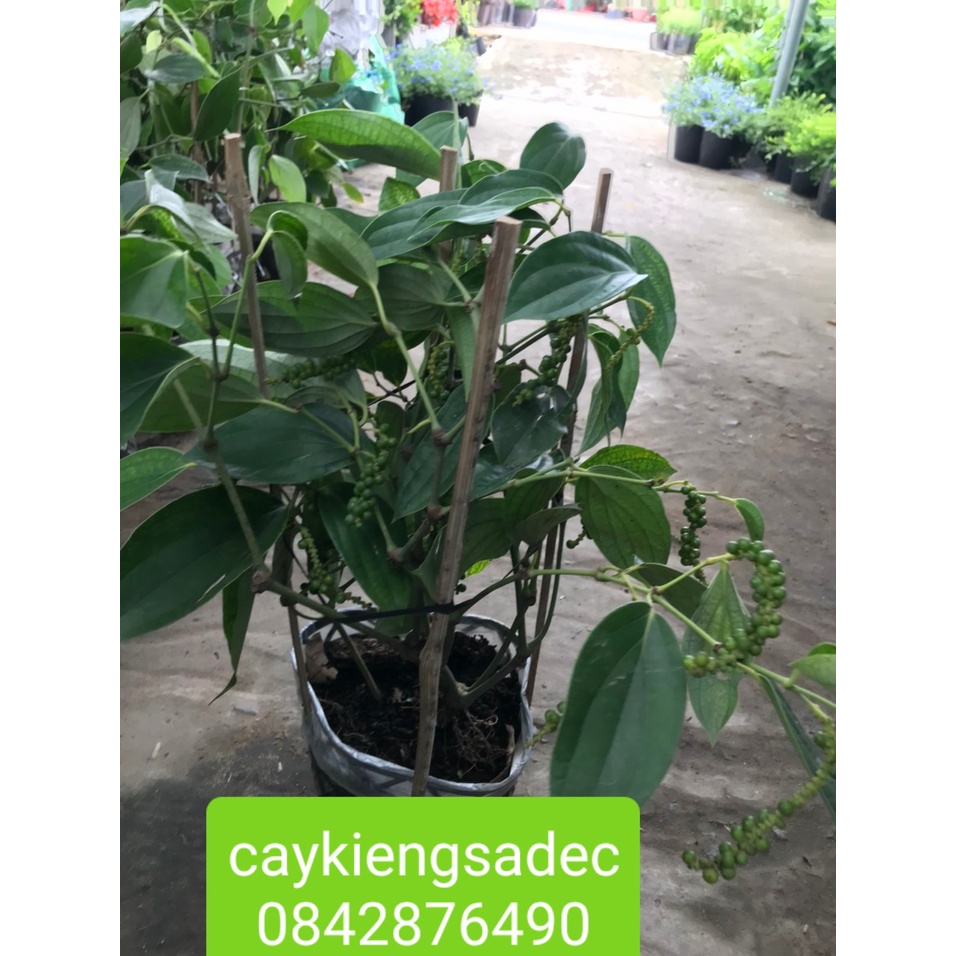 Caykiengsadec- Cây tiêu+tặng phân bón cho cây- hoa lá cây kiểng-