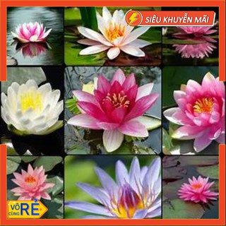  Gói 5 hạt giống hoa súng mini nhiều màu