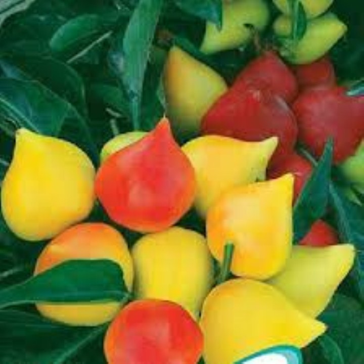 hạt giống ớt đào tiên gói 30 hạt