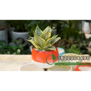 Chậu hạt dẻ 2 màu trồng cây cảnh để bàn, chậu cây gốm sứ mini