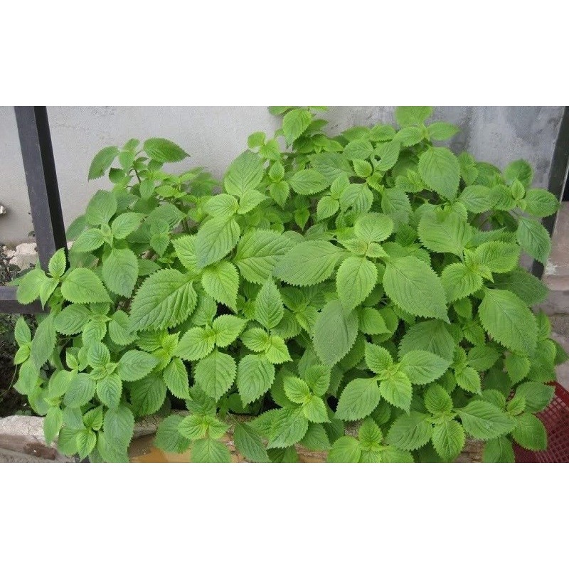 Hạt giống rau củ quả COMBO 9 loại rau thơm gia vị trồng chậu dễ trồng tỷ lệ nảy mầm cao RADO