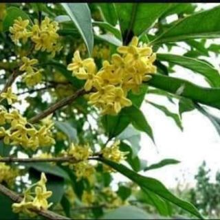 combo 5 caygiong Mộc hương  hoa thơm nức