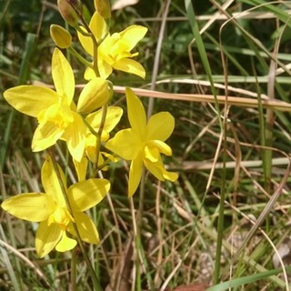 Địa Lan Rừng Chu Đình Vàng DUY NHẤT TRÊN SHOPEE