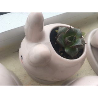 chậu sứ hình thú cưng + sen đá