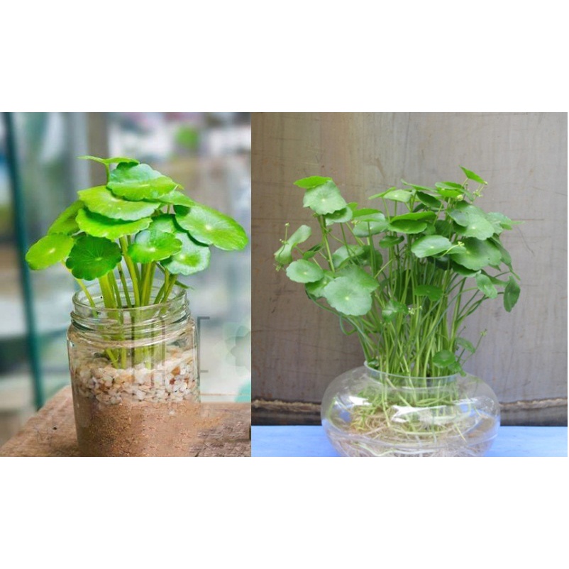 Hạt giống cỏ đồng tiền , mang đến may mắn tài lộc cho người trồng