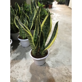 Lưỡi hổ bộ 3 cây