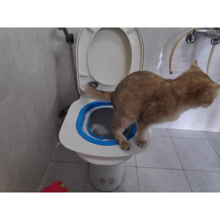 Bộ huấn luyện mèo đi vệ sinh vào toilet nhập khẩu cao cấp chính hãng