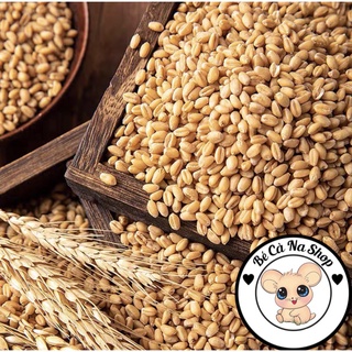 Lúa mì . thức ăn cho hamster ,thỏ bọ sóc (bè cà na)