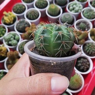 Xương rồng thần long