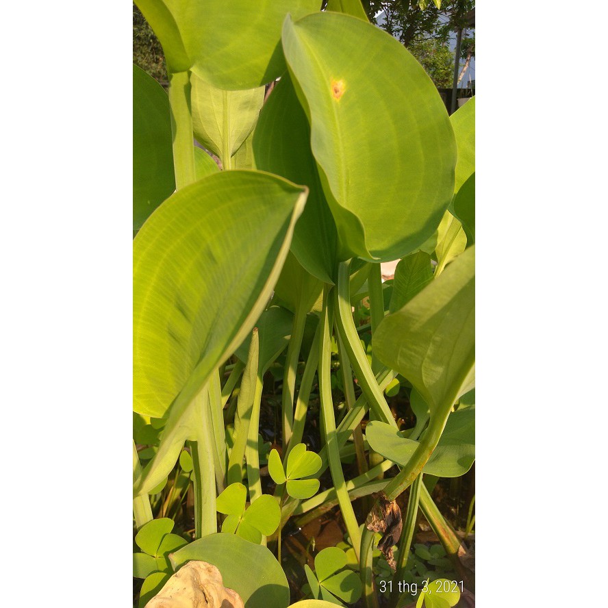Cây kèo nèo - Cây thủy sinh