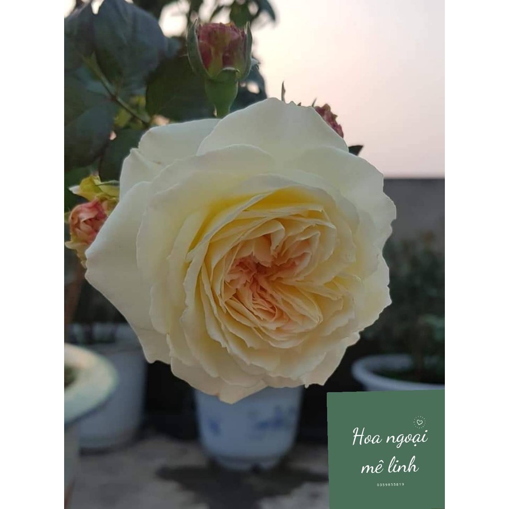 Hoa hồng ngoại Keira – Thiên thần đẹp mơ màng của vương quốc Anh-Hoangoaimelinh