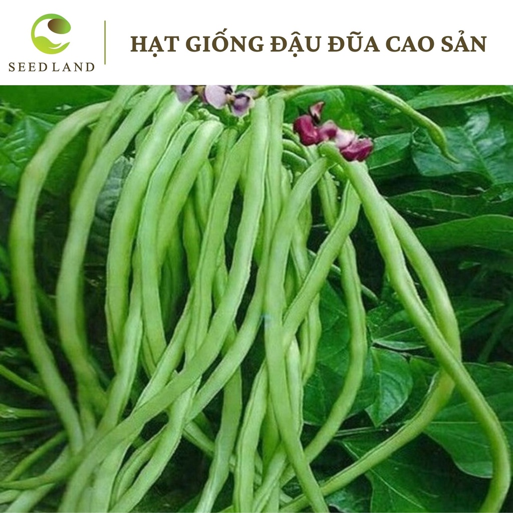 Hạt giống đậu đũa cao sản - 20gr Seed Land, hạt giống nhập khẩu
