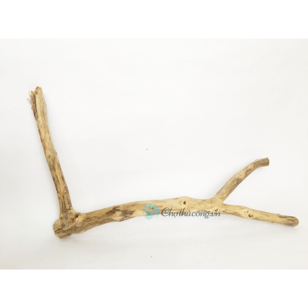 Combo 2 Nhánh lũa, Cành cây khô tự nhiên nhiều hình dạng KT D40-60cm dùng trang trí, decor vintage