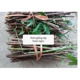 Hom giống cây hoàn ngọc trắng